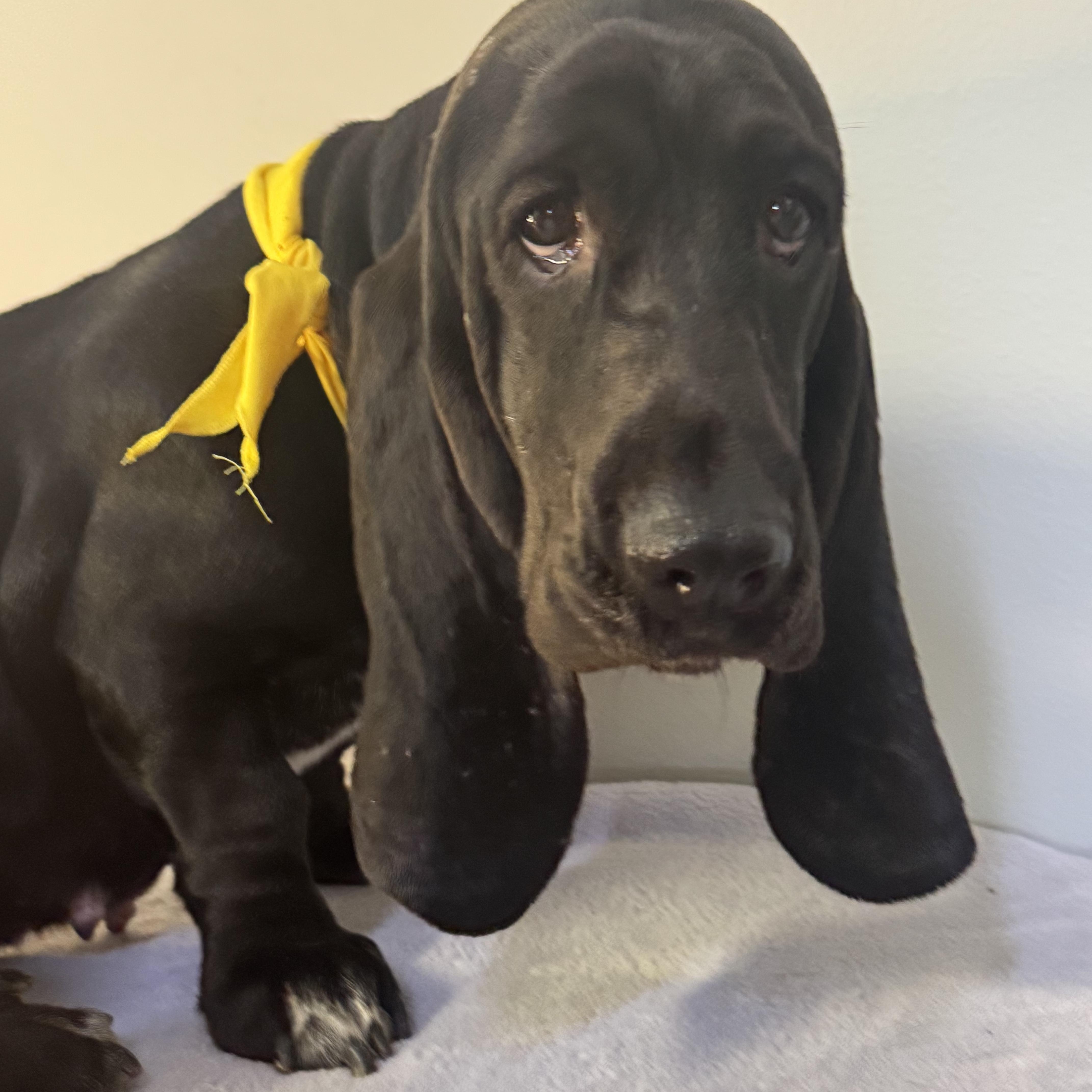 A young medium-sized female Black Basset Hound dog named Milly for adoption in Meherrin, VA