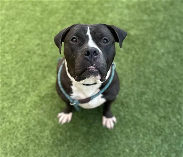 An adult large-sized female Mixed Breed dog named Zena for adoption in Dallas, TX