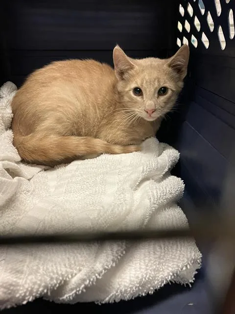 A baby small-sized male Domestic Short Hair cat named Whizzer for adoption in Long Beach, CA