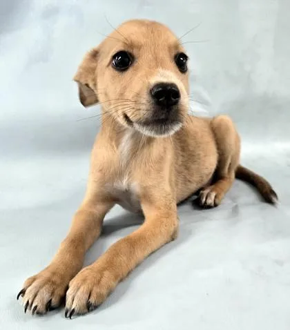 A baby medium-sized male Chihuahua dog named Rusty for adoption in Morton Grove, IL