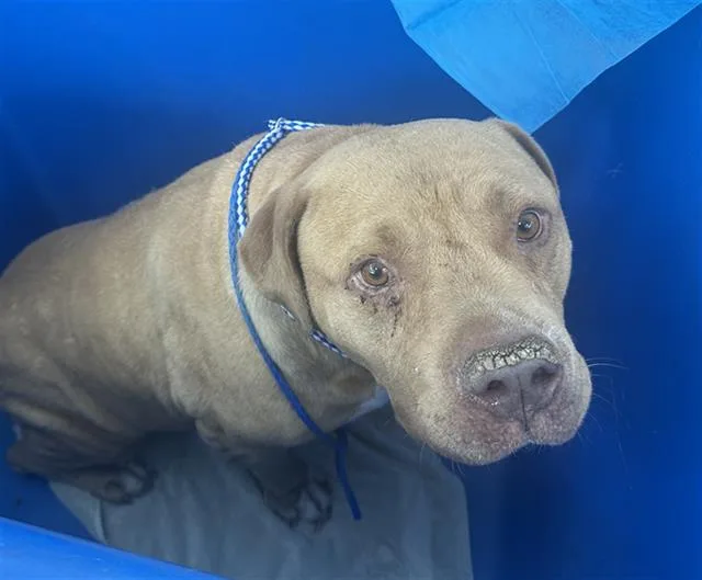 An adult medium-sized male Pit Bull Terrier dog named Cane for adoption in Dallas, TX