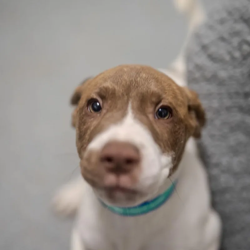 A baby medium-sized male Brown / Chocolate Boxer dog named Peanut for adoption in Pawling, NY