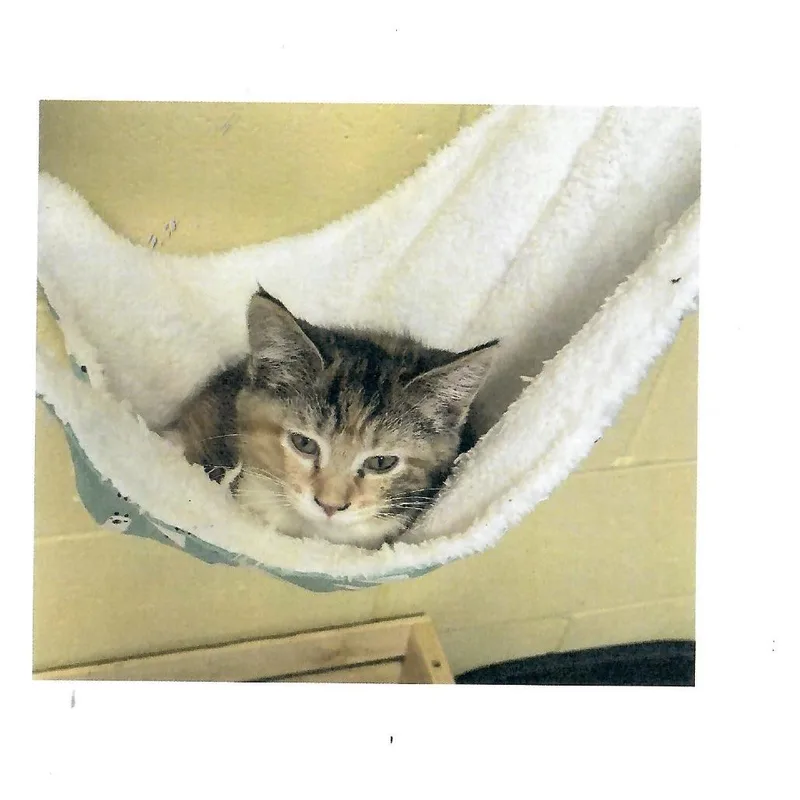 A baby small-sized male Gray / Blue / Silver Domestic Short Hair cat named Brisket for adoption in Salem, WV