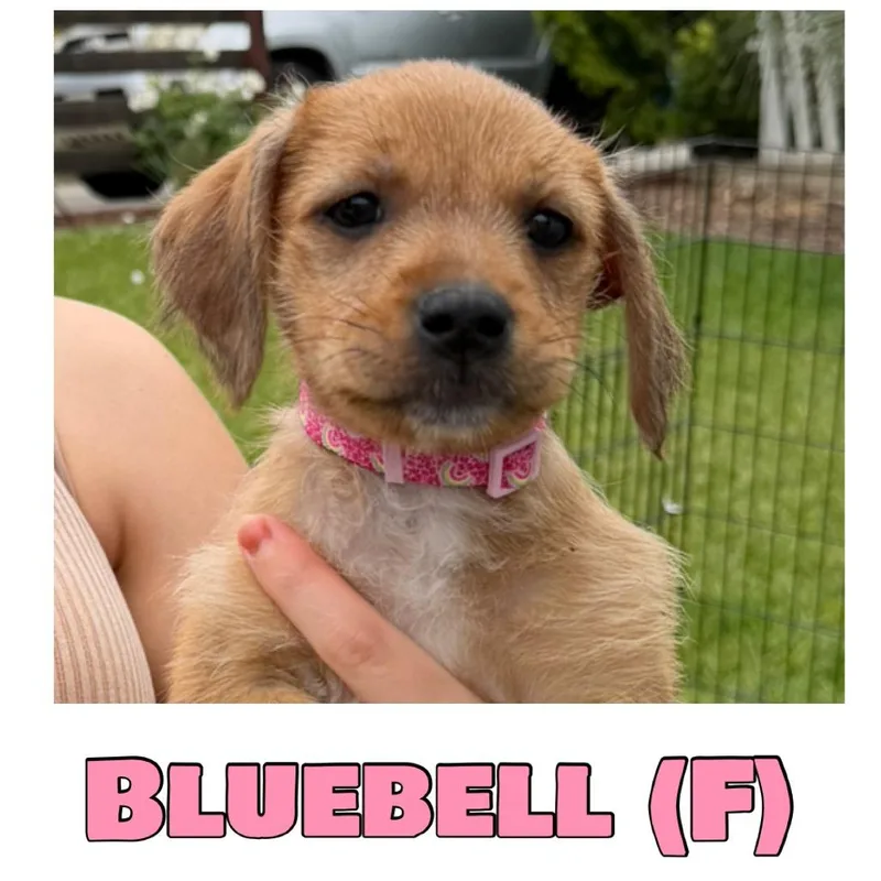 Bluebell thumbnail 4