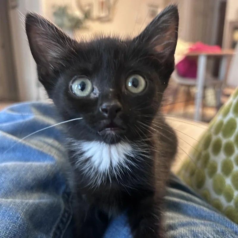 A baby small-sized male Black Domestic Short Hair cat named Hugo for adoption in Fairfax Station, VA
