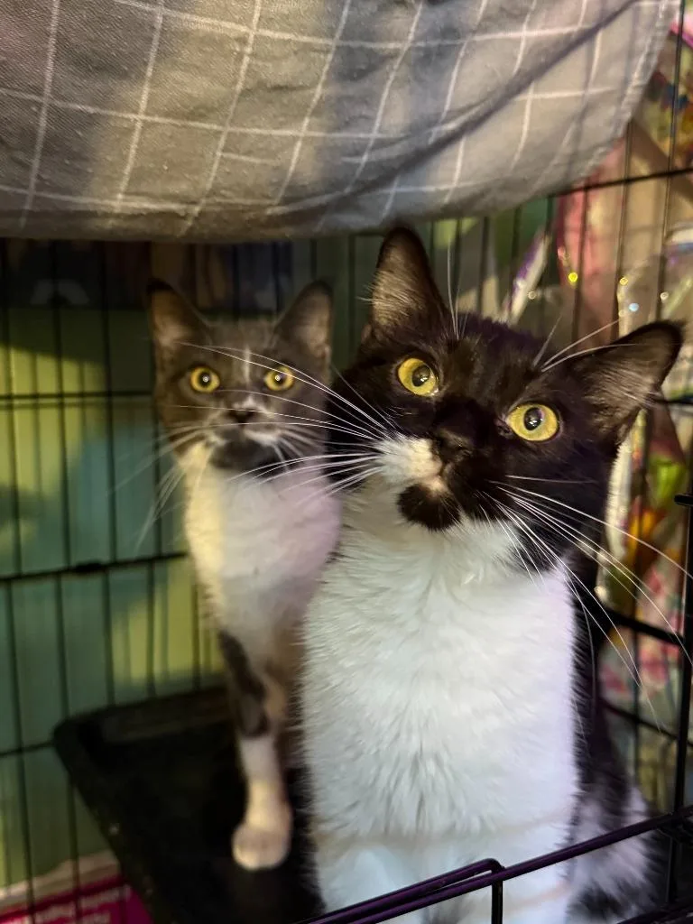 A baby medium-sized female Domestic Short Hair cat named Oreo for adoption in Cloquet, MN