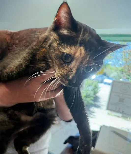 An adult medium-sized female Tortoiseshell Domestic Short Hair cat named Chai for adoption in Nashville, TN