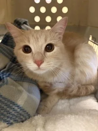 An adult medium-sized female Domestic Short Hair cat named Moto for adoption in Independence, MO