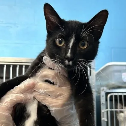 A baby medium-sized male Domestic Short Hair cat named Ovid for adoption in Rapid City, SD