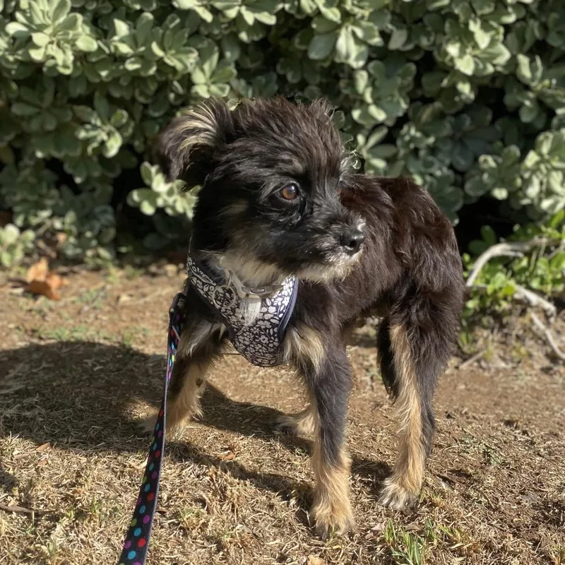 A young small-sized female Black Affenpinscher dog named Kiki for adoption in Escondido, CA