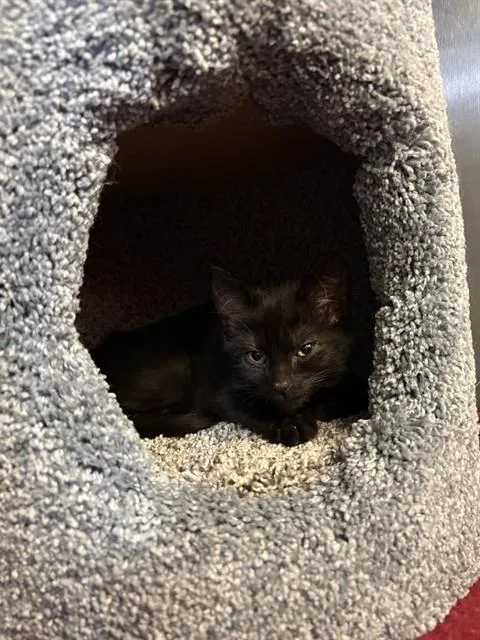 A baby medium-sized female Domestic Short Hair cat named Rogue for adoption in Brewster, MA
