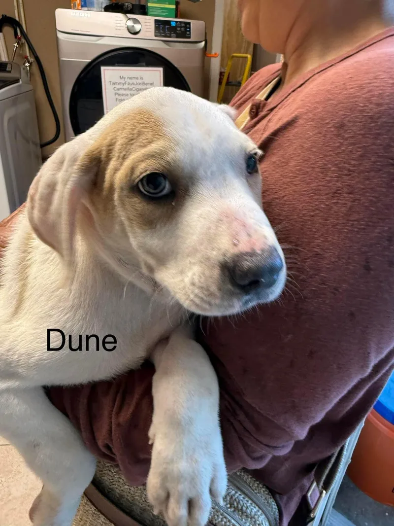 A baby medium-sized male White / Cream Labrador Retriever dog named Dune for adoption in Austin, TX