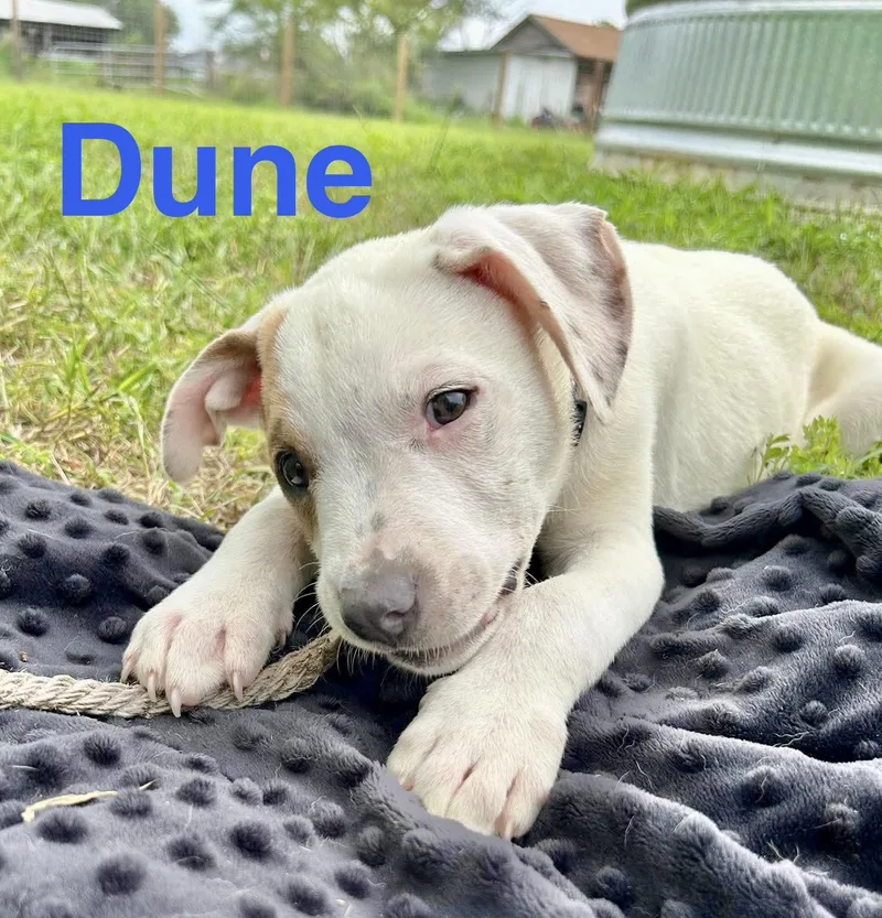 Dune thumbnail 4