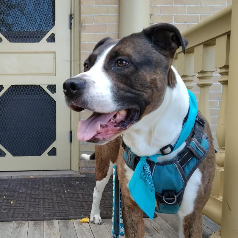 An adult large-sized male American Staffordshire Terrier dog named Kingston for adoption in Murray, UT
