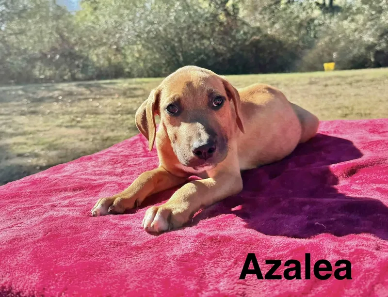 A baby medium-sized female Boxer dog named Azalea for adoption in Manchester, CT