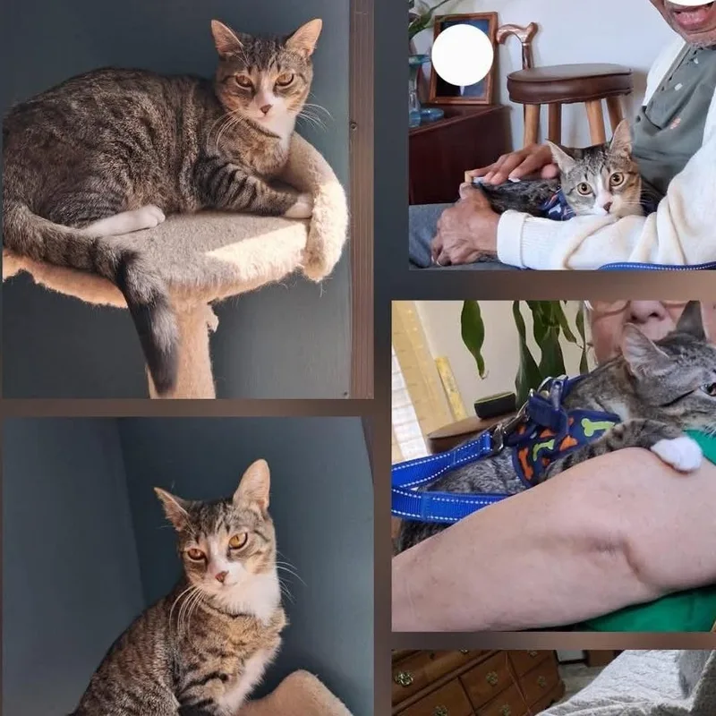 An adult medium-sized female Domestic Short Hair cat named Angel for adoption in Lumberton, NC