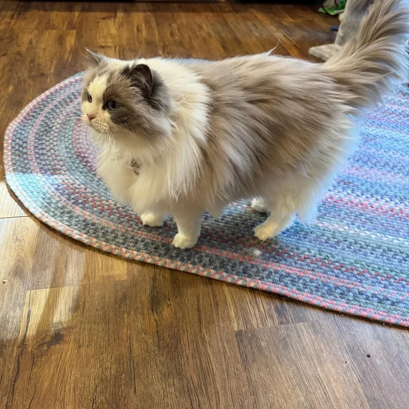 A senior small-sized female Gray / Blue / Silver Ragdoll cat named Stella Grace for adoption in Lynchburg, VA