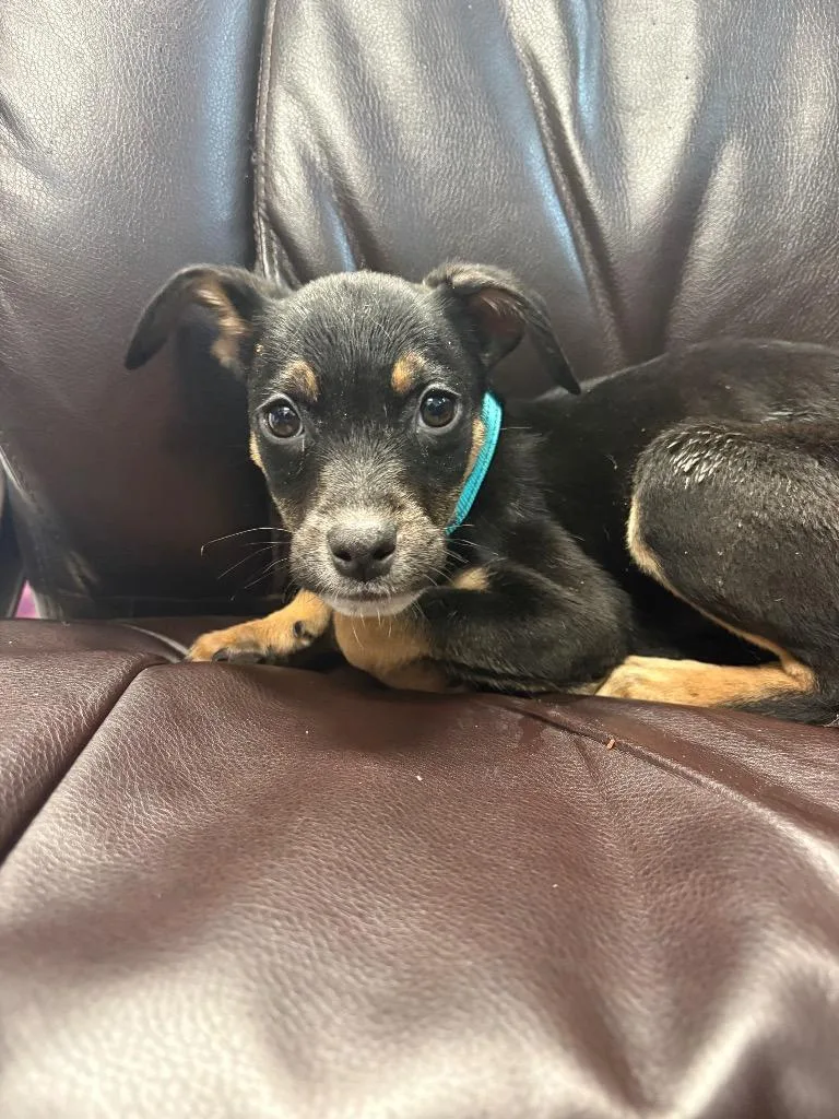 A baby medium-sized female Australian Cattle Dog / Blue Heeler named Porcini for adoption in Reno, NV