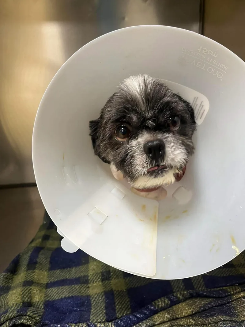 An adult small-sized male White / Cream Shih Tzu dog named Maury for adoption in Longmont, CO