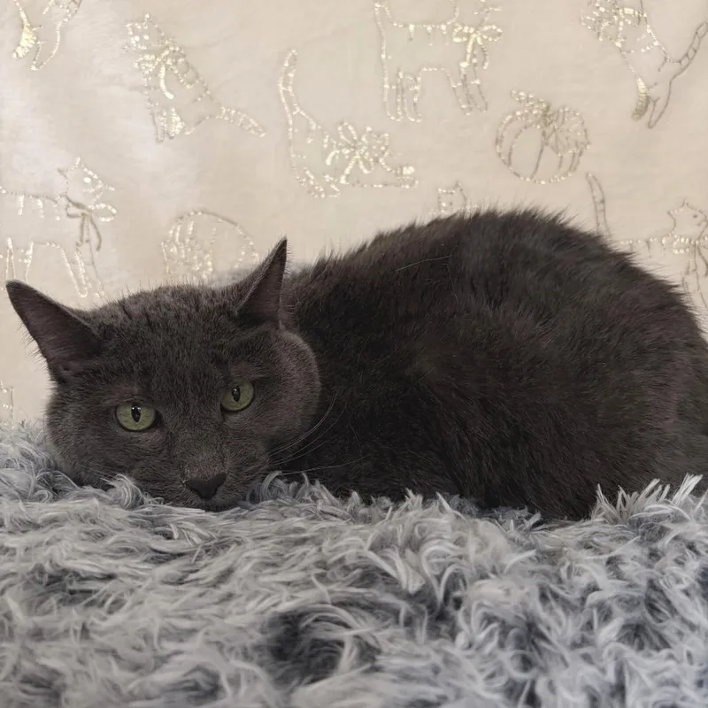 A senior large-sized male Gray / Blue / Silver Domestic Short Hair cat named Buddy for adoption in Deerfield, IL