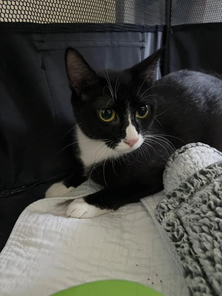 A young small-sized female Domestic Short Hair cat named Musho for adoption in Saint Paul, MN