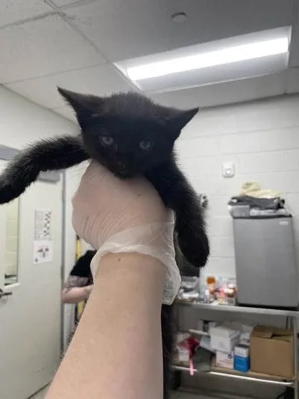 A baby small-sized female Domestic Short Hair cat named Meryl Sheep for adoption in Washington, DC
