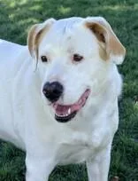An adult large-sized male White / Cream Labrador Retriever dog named Falco for adoption in Hamilton, MT