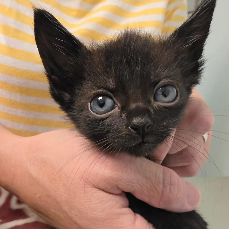 A baby small-sized female Black Domestic Short Hair cat named Tulip for adoption in Leander, TX