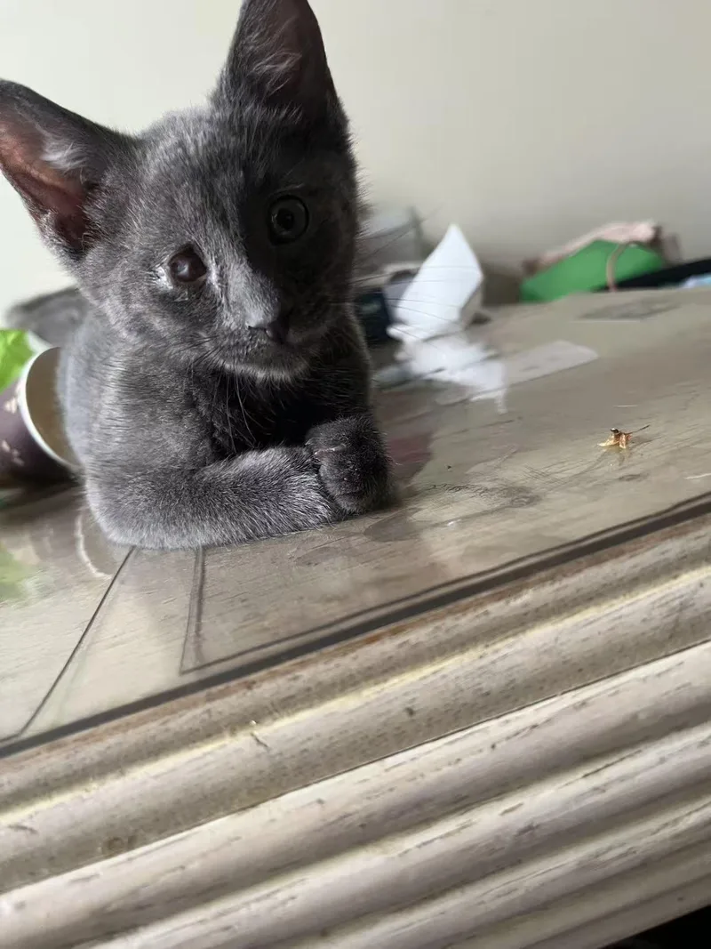 A baby small-sized male Russian Blue cat named Dudu for adoption in Flushing, NY