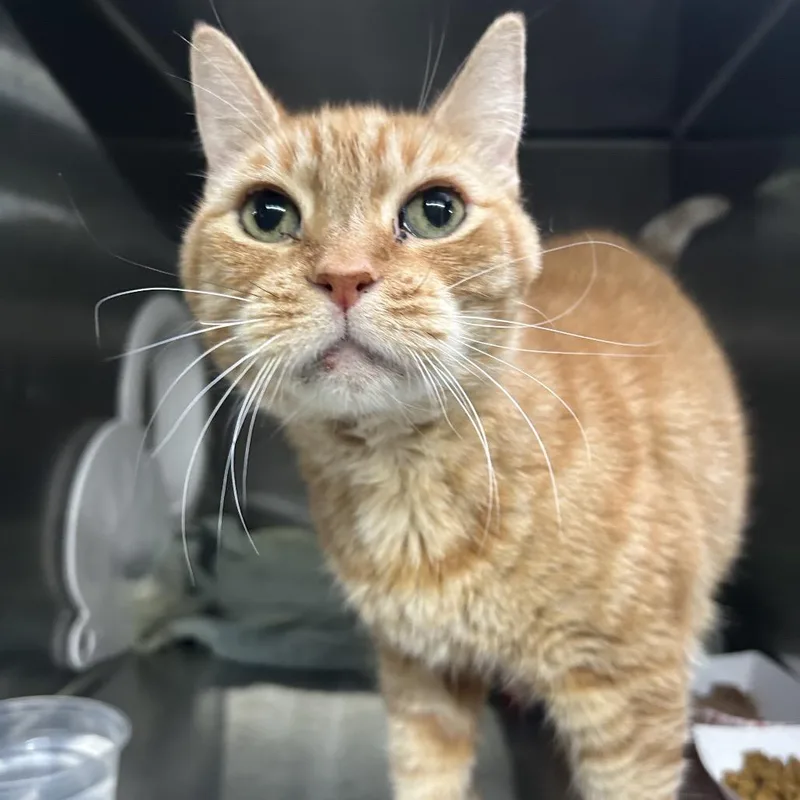 A senior medium-sized female Orange / Red Domestic Short Hair cat named Tauriel for adoption in Long Beach, CA