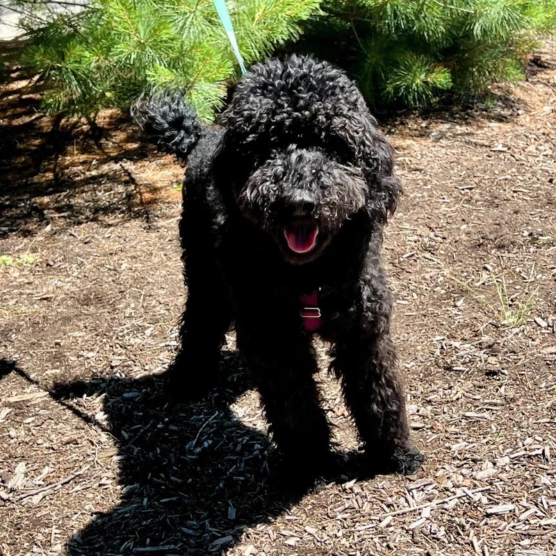 A young medium-sized male Black Standard Poodle dog named Romeo for adoption in East Hampton, NY