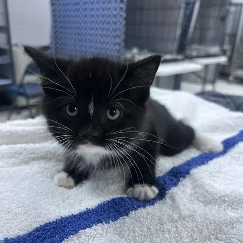 A baby small-sized female Domestic Medium Hair cat named Gravy TrainC for adoption in East Saint Louis, IL