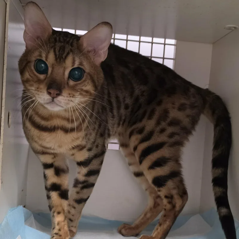 A young large-sized male Brown / Chocolate Bengal cat named Bengie Sweet Special for adoption in Meriden, CT