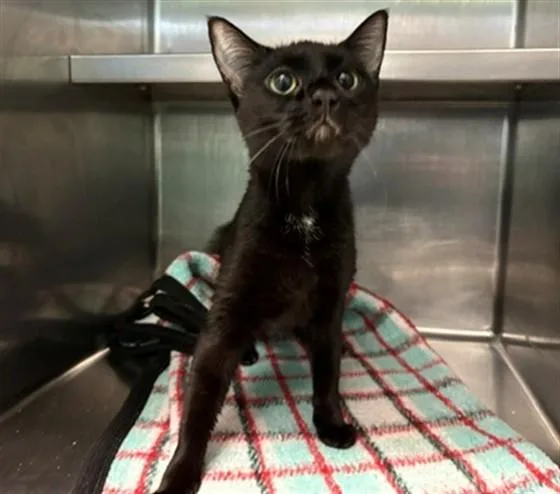 A young large-sized female Domestic Short Hair cat named Alexis for adoption in Antioch, CA