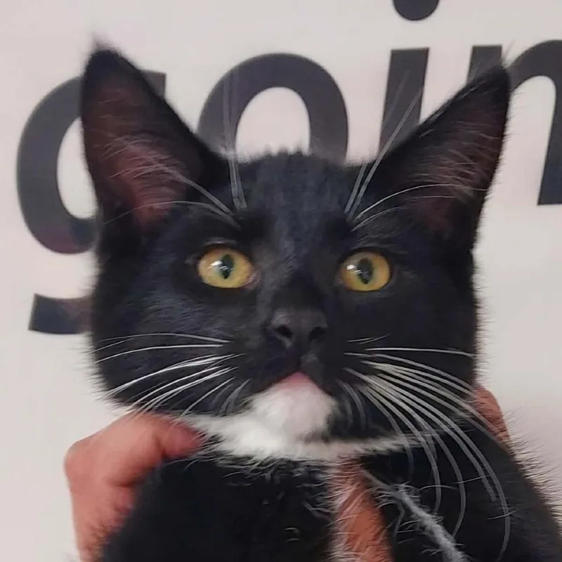 A baby small-sized male Black Domestic Short Hair cat named Oreo for adoption in Milan, IL