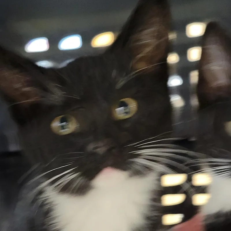 Oreo thumbnail 2