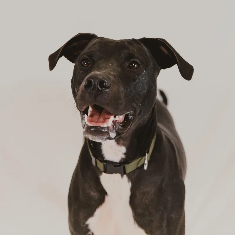 A young medium-sized male Labrador Retriever dog named Zeedo for adoption in Krum, TX