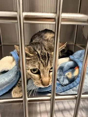 An adult small-sized female Domestic Short Hair cat named Catwoman for adoption in San Martin, CA