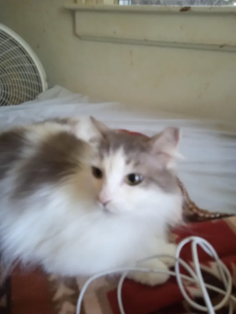 An adult medium-sized female Gray & White Domestic Long Hair cat named Willow for adoption in Woodland, CA