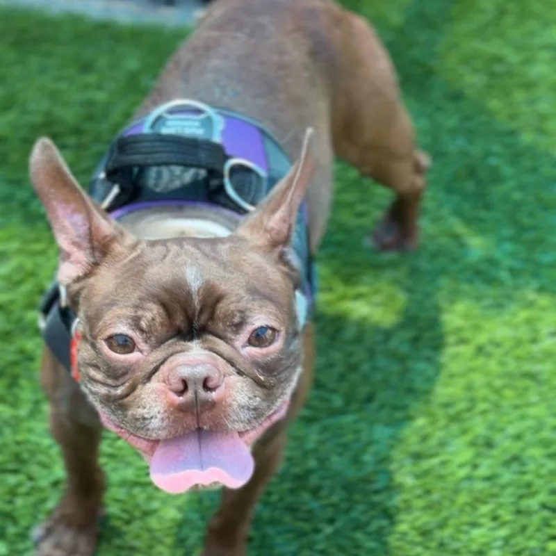 Gizmo A thumbnail 2