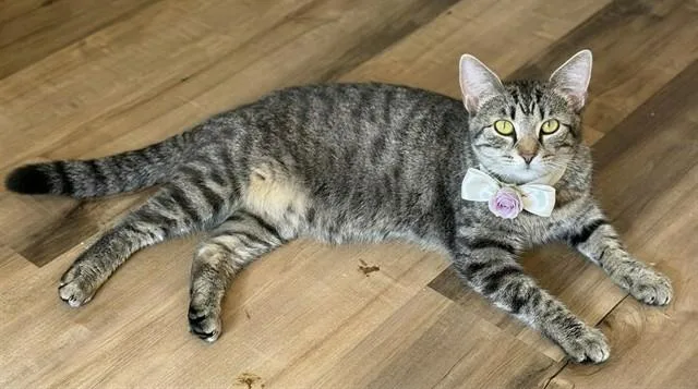 A young medium-sized female Domestic Short Hair cat named Gemello for adoption in Statesville, NC