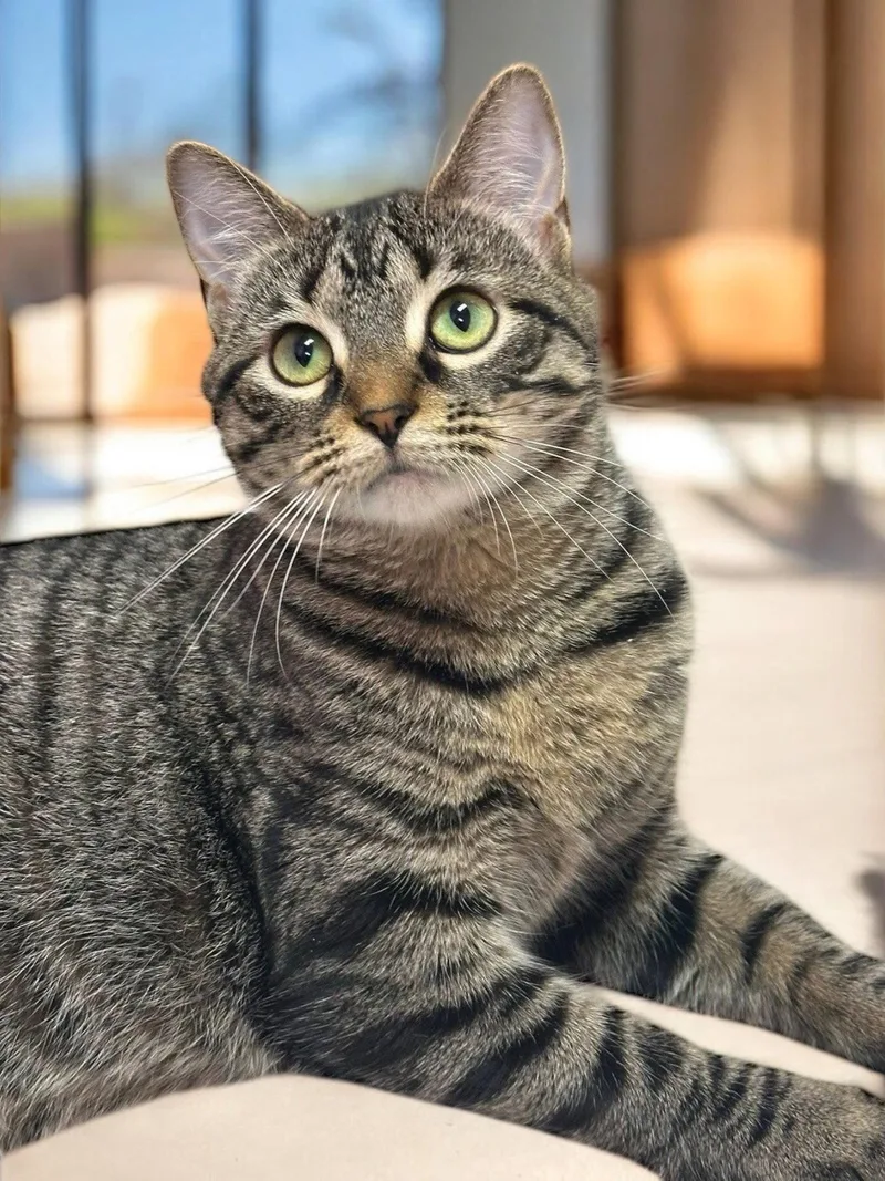 An adult medium-sized female Domestic Short Hair cat named Carol for adoption in Champaign, IL