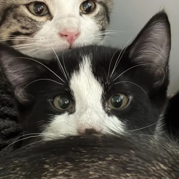 A baby small-sized female Domestic Short Hair cat named Jessica for adoption in Des Moines, IA