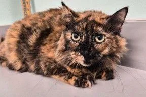 An adult small-sized female Domestic Long Hair cat named Cookie Crumb for adoption in West Chester, PA