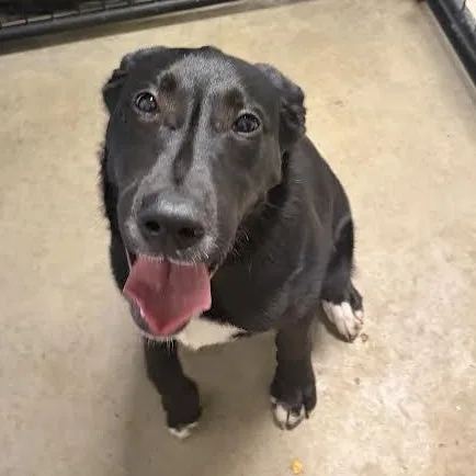 A young medium-sized male Black Black Labrador Retriever dog named Spike for adoption in Blue Earth, MN