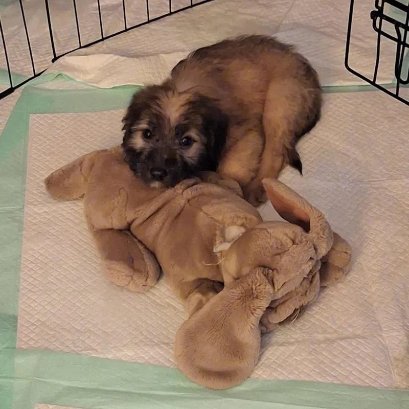 A baby medium-sized male Brown / Chocolate Mixed Breed dog named Graham for adoption in Alexandria, VA