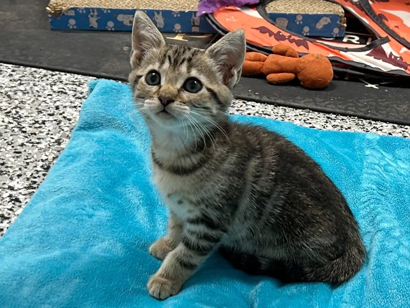 A baby small-sized male Tabby (Brown / Chocolate) Domestic Short Hair cat named Tindra for adoption in Raleigh, NC