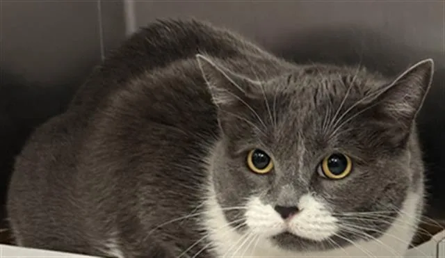 An adult medium-sized female Domestic Short Hair cat named Aria for adoption in Dallas, TX