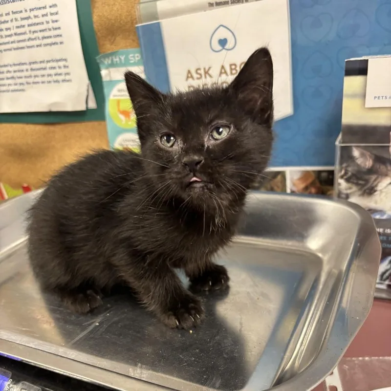 A baby small-sized male Black Domestic Short Hair cat named Rio for adoption in St Joseph, MO