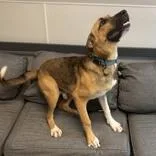 An adult medium-sized male Tricolor (Brown, Black, & White) Mixed Breed dog named Purdy for adoption in Lansing, MI